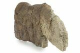 Dinosaur (Triceratops) Frill Shield Edge - Montana #351822-3